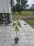 School garden in a box (Sunflower 📦)