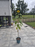 School garden in a box (Sunflower 📦)