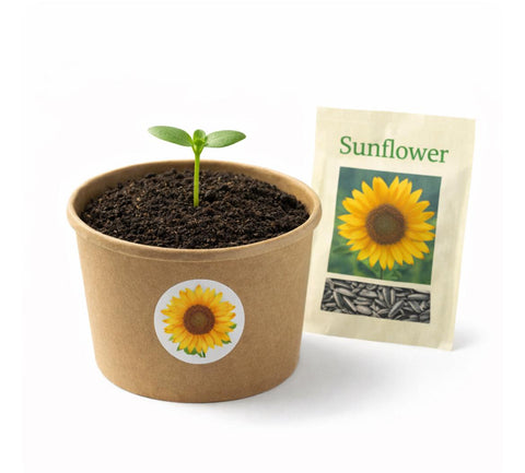 School garden in a box (Sunflower 📦)