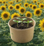 School garden in a box (Sunflower 📦)
