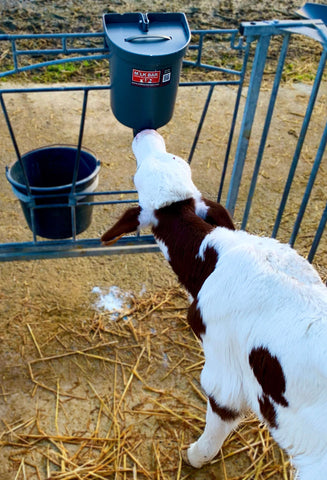 Milkbar Single Feeder  3L with Lid