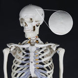 Full size human skeleton 1.8 M on stand