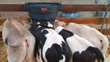 Milk Bar ™ 4 Calf Feeder