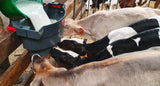 Milk Bar ™ 4 Calf Feeder