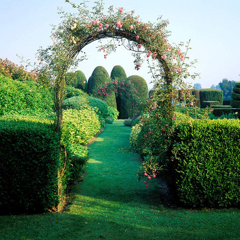 GARDEN ROSE ARCH TRELLIS CLIMBING PLANTS ROSES